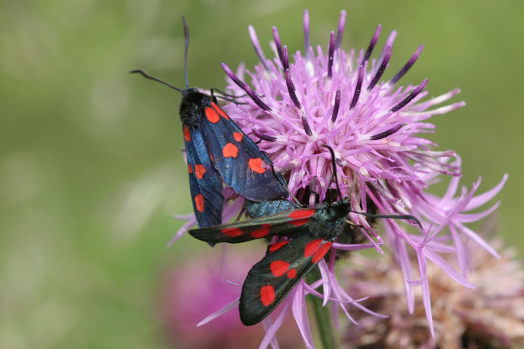 Zygaena lonicerae: Bild 4