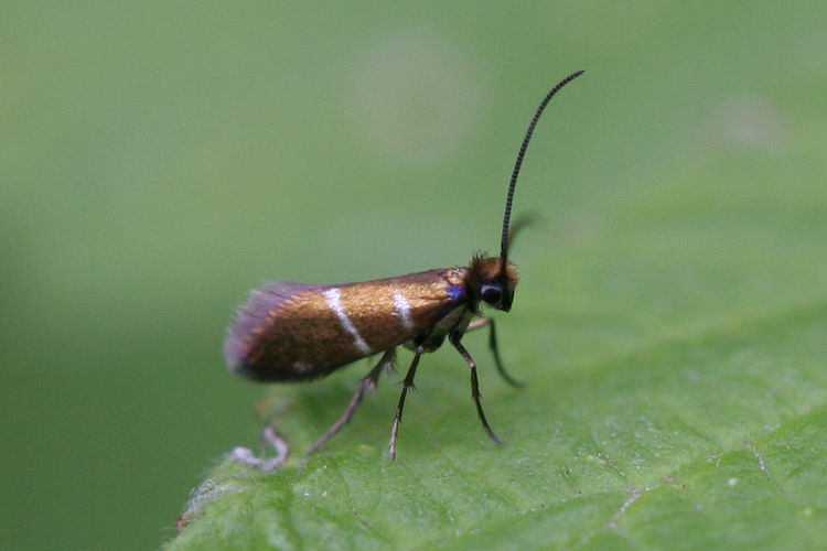 Micropteryx aruncella: Bild 1