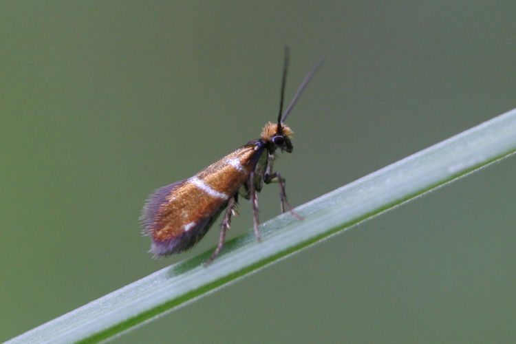 Micropteryx aruncella: Bild 2