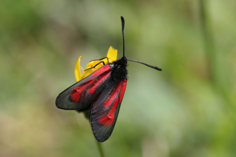 Zygaena purpuralis: Bild 6