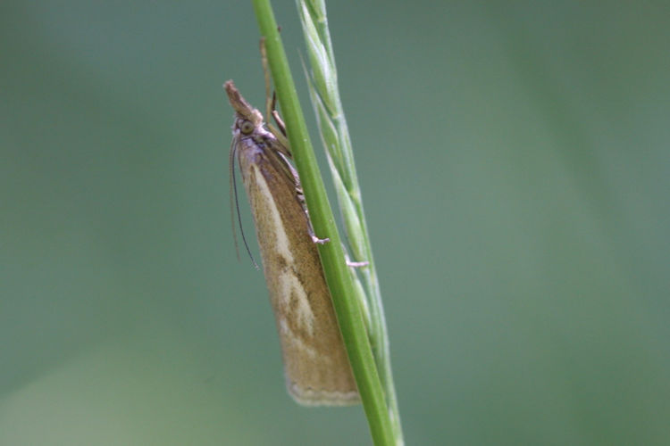 Catoptria petrificella: Bild 1