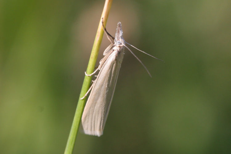 Crambus perlellus: Bild 3