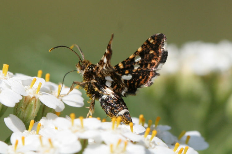 Thyris fenestrella: Bild 2