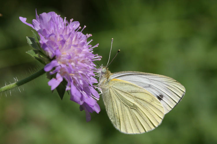 Pieris napi: Bild 44