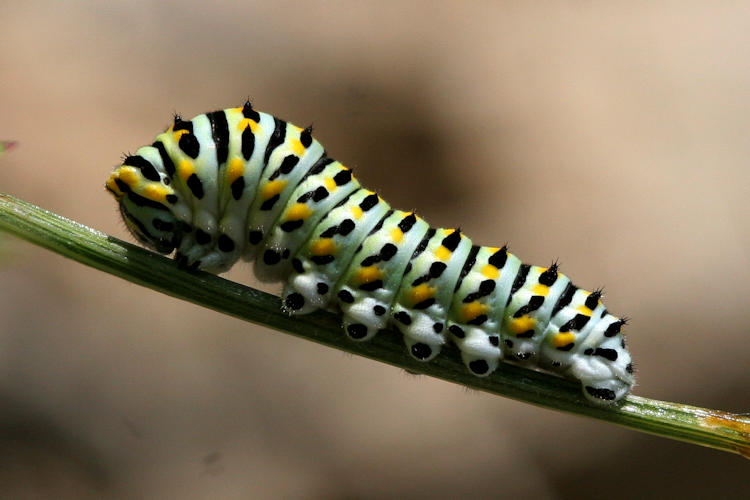 Papilio machaon: Bild 3