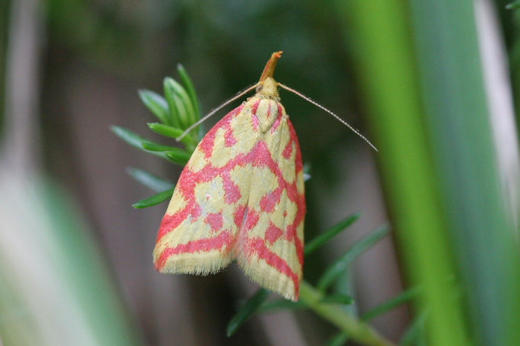 Hypercallia citrinalis: Bild 2