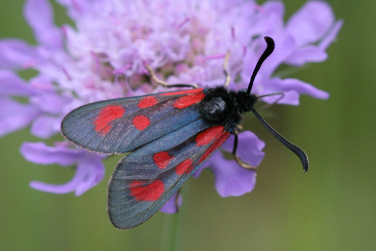 Zygaena loti: Bild 4