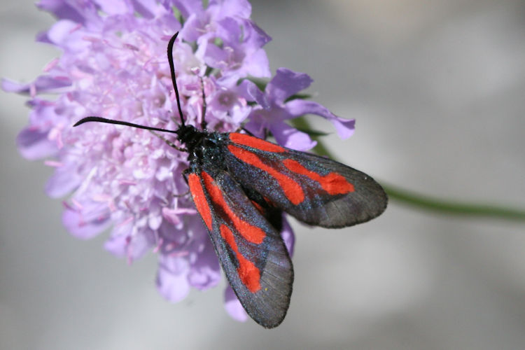 Zygaena osterodensis: Bild 1