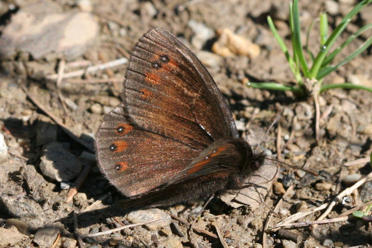 Erebia meolans: Bild 2