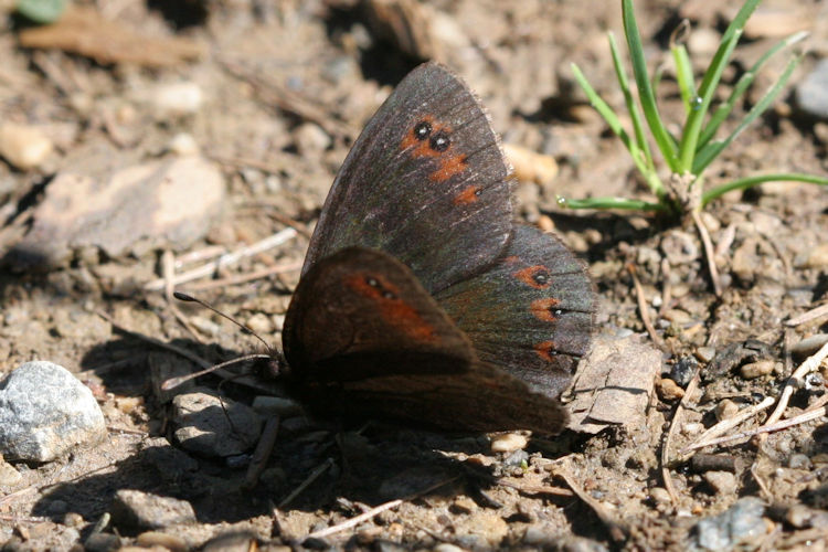 Erebia meolans: Bild 3