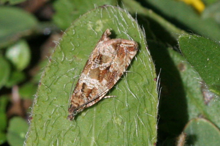 Celypha cespitana: Bild 1