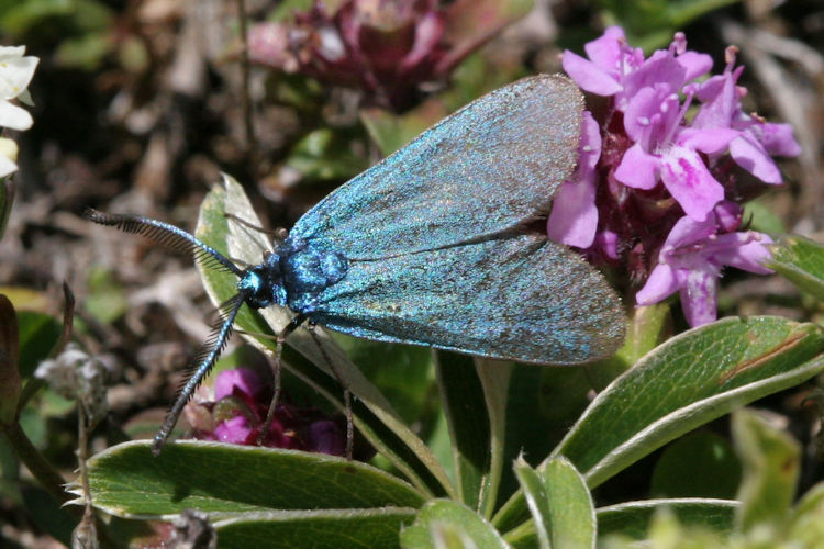 Adscita geryon chrysocephala: Bild 1