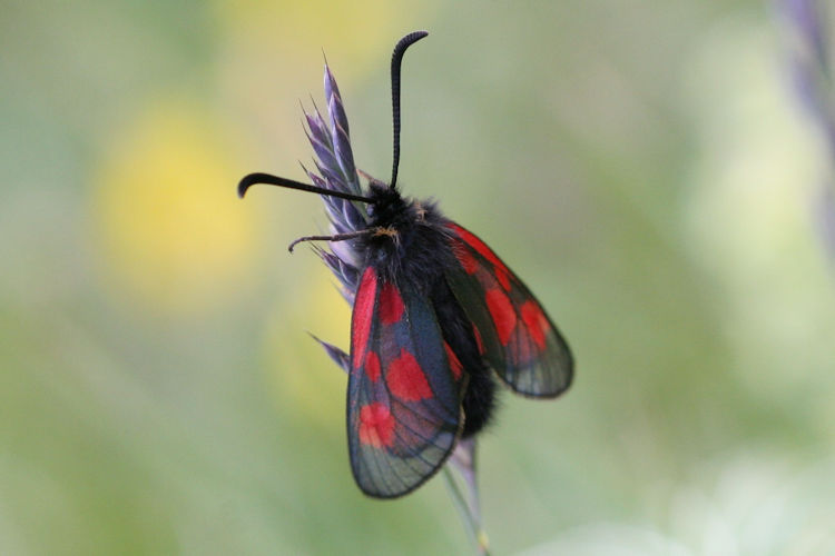 Zygaena exulans: Bild 1