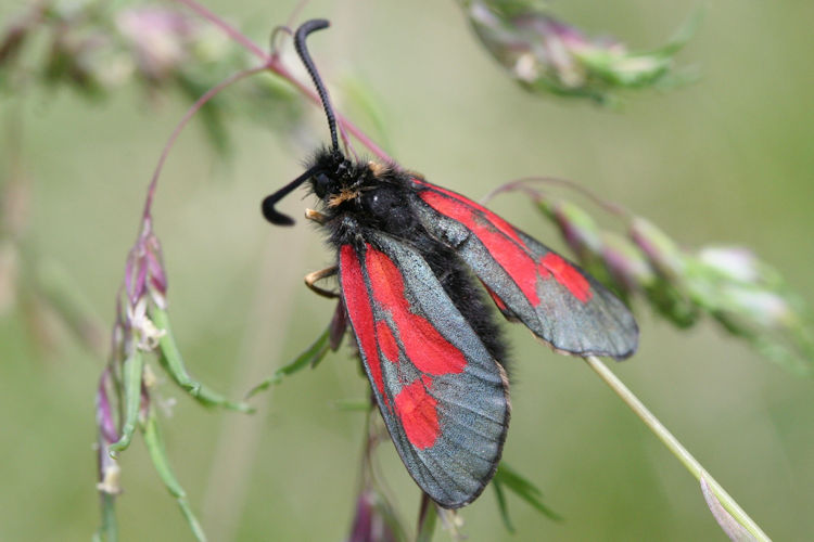 Zygaena exulans: Bild 2