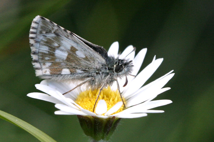 Pyrgus serratulae: Bild 13
