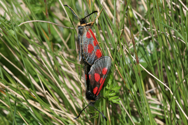 Zygaena exulans: Bild 12