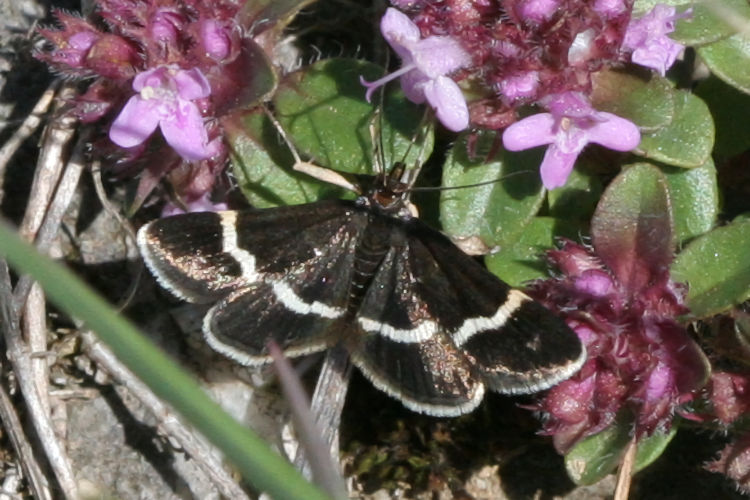 Pyrausta cingulata: Bild 1