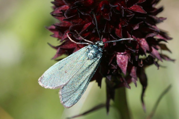 Adscita geryon chrysocephala: Bild 2