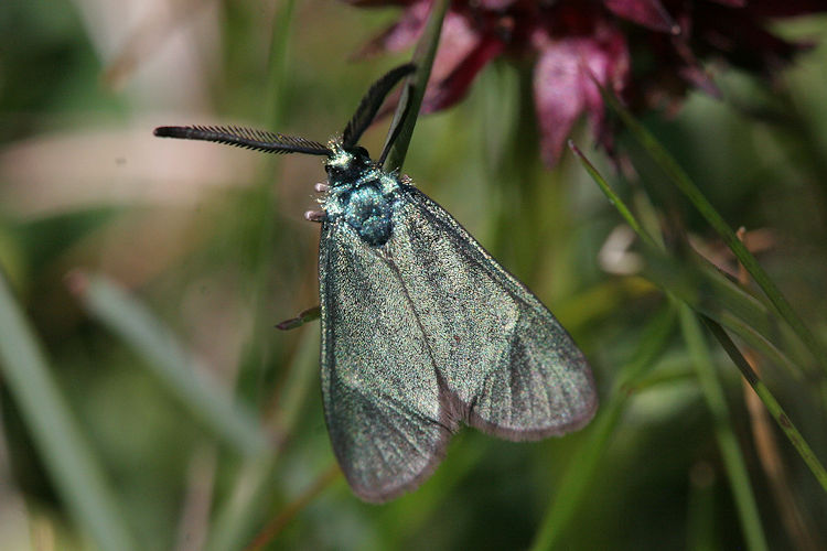 Adscita geryon chrysocephala: Bild 3