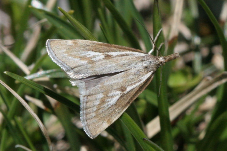 Catoptria petrificella: Bild 3