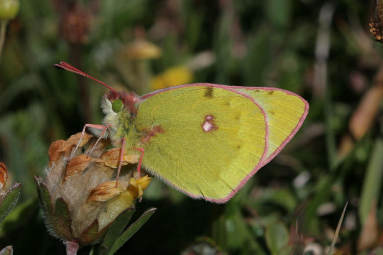 Colias phicomone: Bild 9