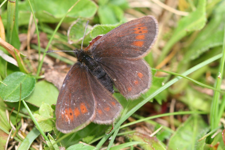 Erebia epiphron aetheria: Bild 10