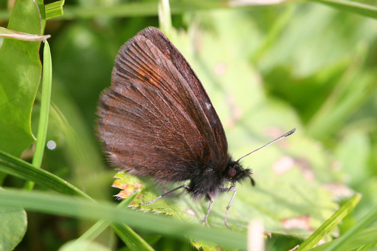 Erebia epiphron aetheria: Bild 16