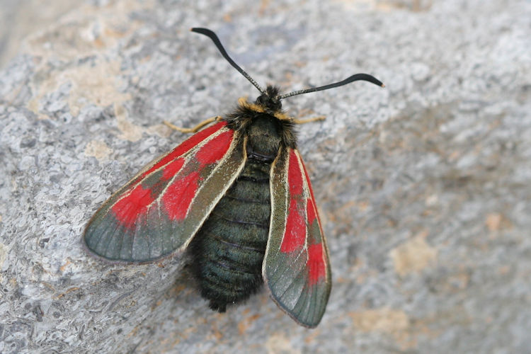 Zygaena exulans: Bild 11