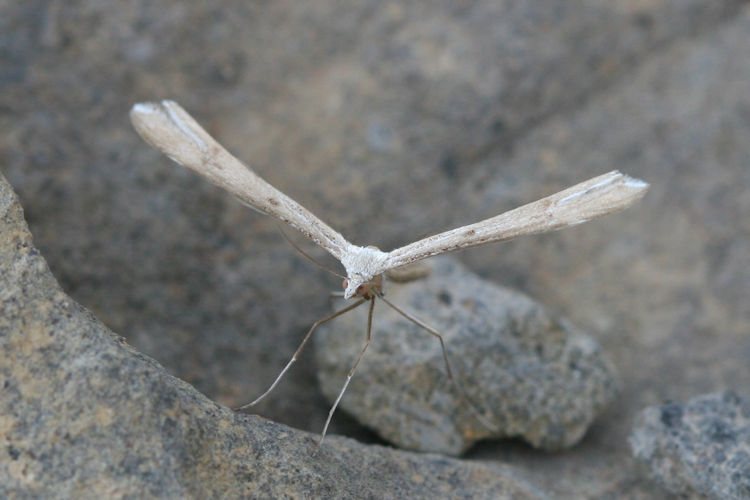 Stenoptilia coprodactylus: Bild 2