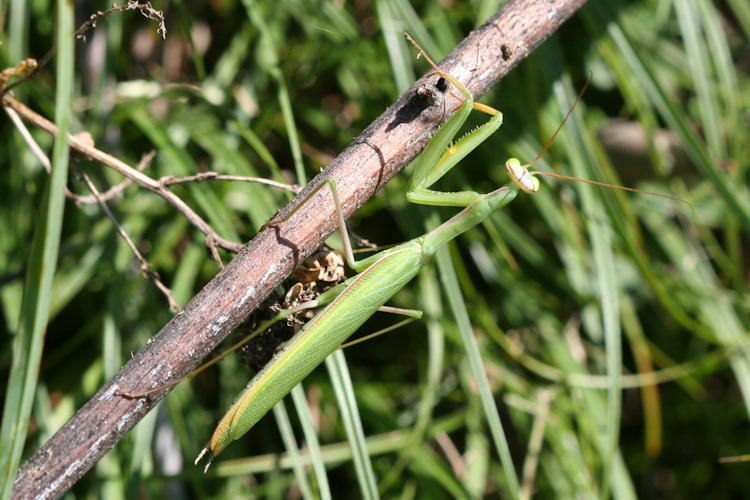 Mantis religiosa: Bild 1