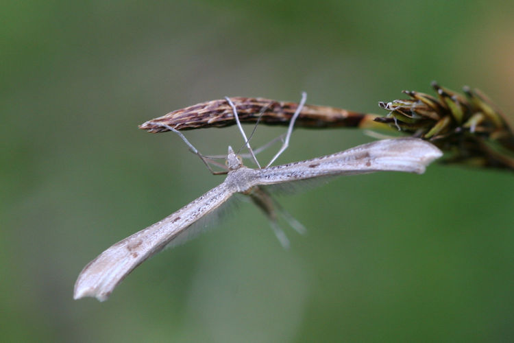 Stenoptilia coprodactylus: Bild 1