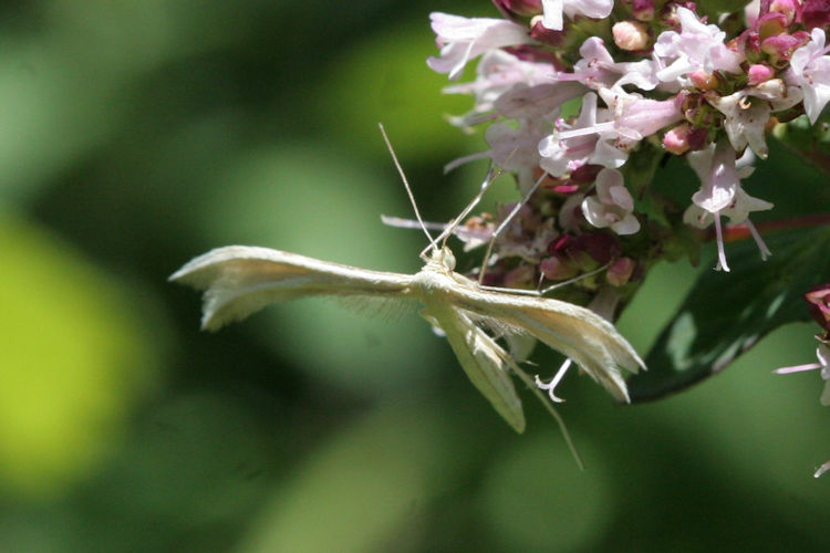 Pterophorus pentadactyla: Bild 1