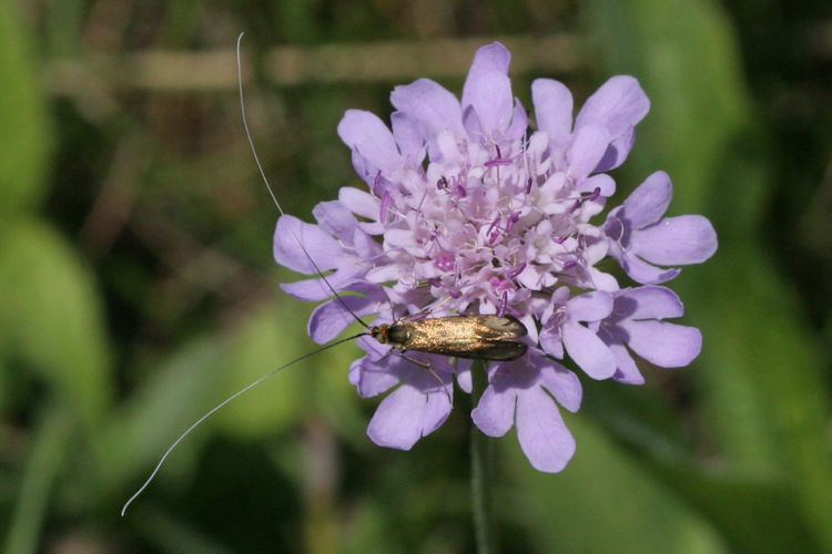 Nemophora metallica: Bild 3