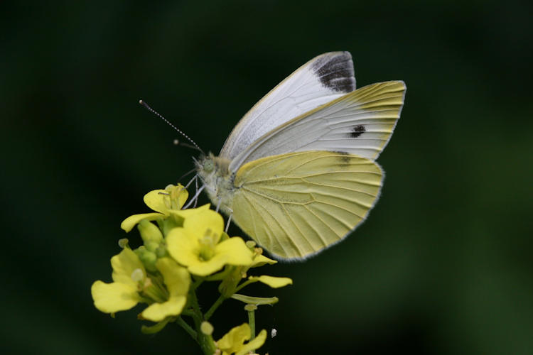 Pieris napi: Bild 21