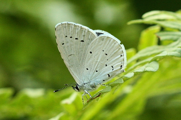 Celastrina argiolus: Bild 9