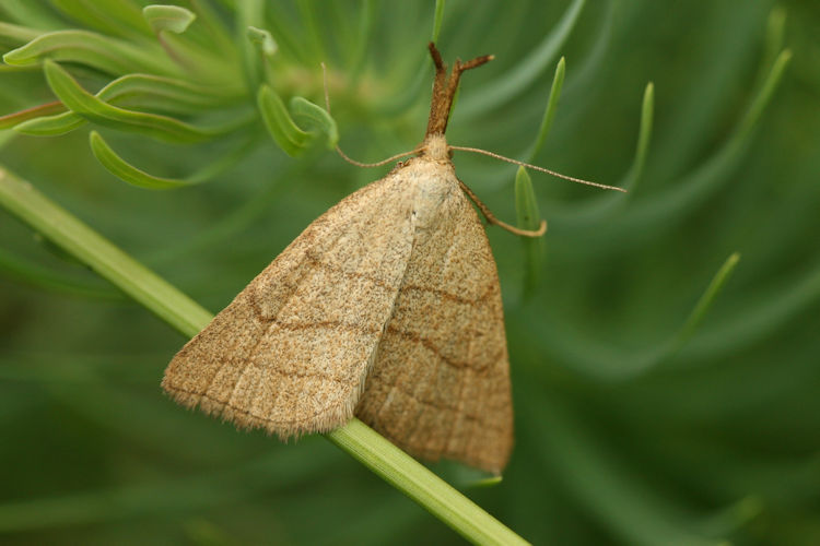 Polypogon tentacularia: Bild 3