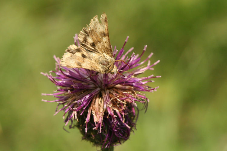 Heliothis viriplaca: Bild 5