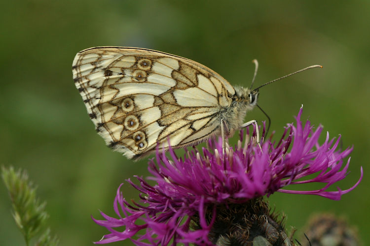 Melanargia galathea: Bild 19