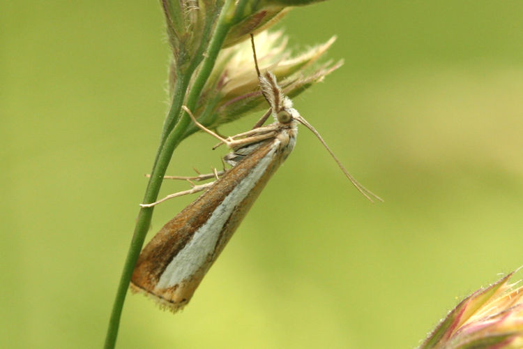 Catoptria pyramidellus: Bild 2