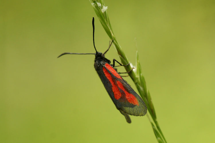 Zygaena osterodensis: Bild 2