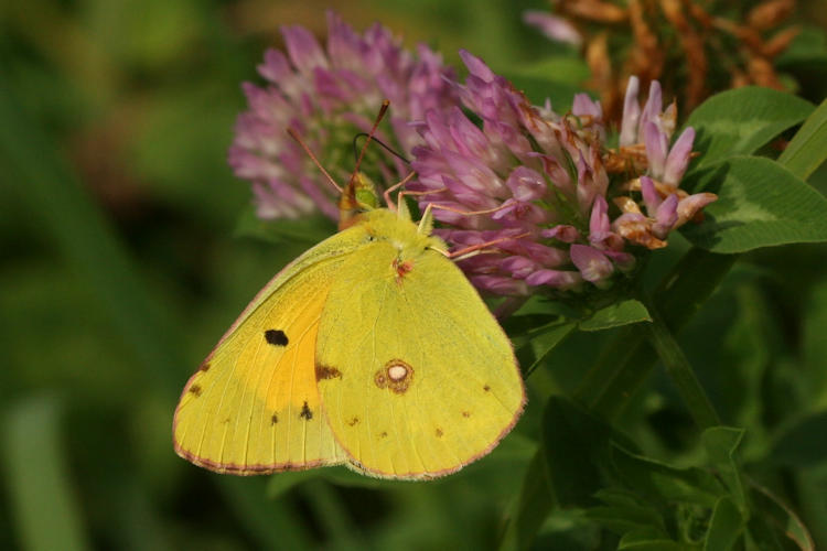 Colias crocea: Bild 3