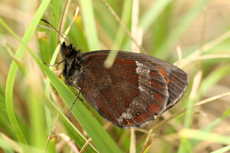 Erebia aethiops: Bild 9