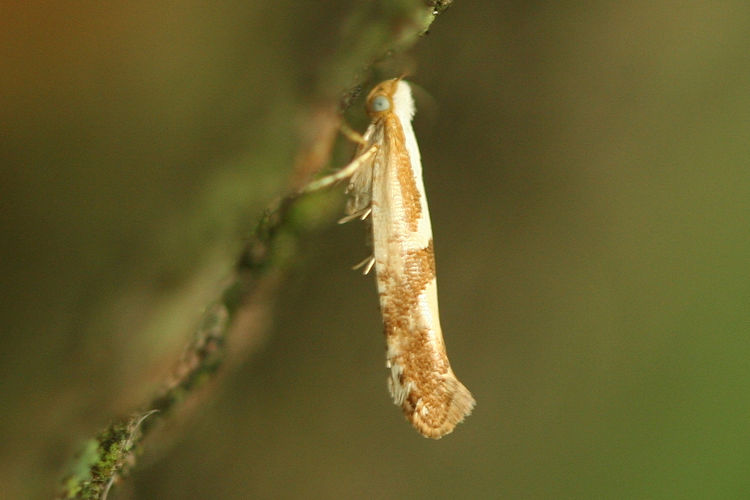 Argyresthia pruniella: Bild 4