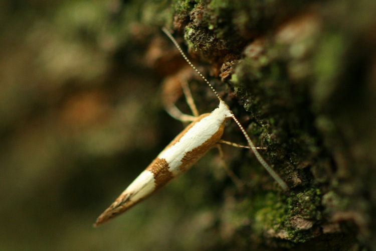 Argyresthia pruniella: Bild 5