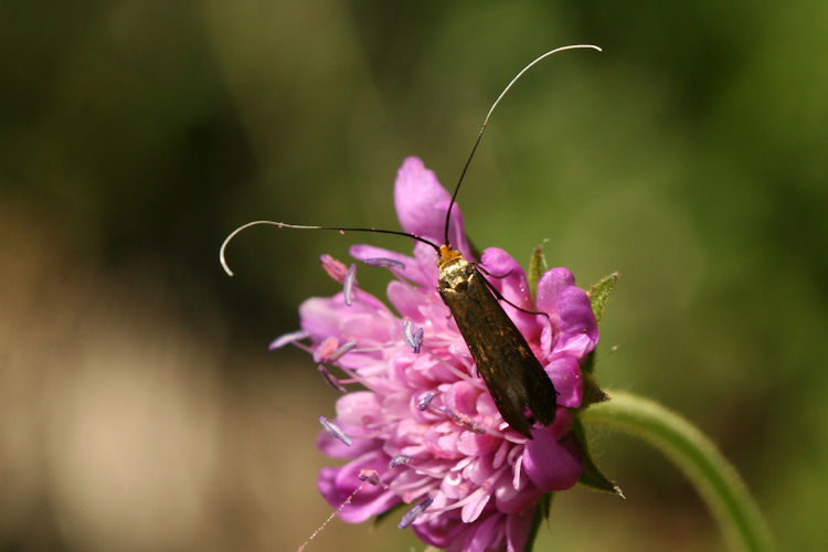 Nemophora metallica: Bild 4