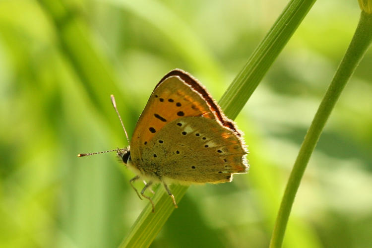 Lycaena virgaureae: Bild 19