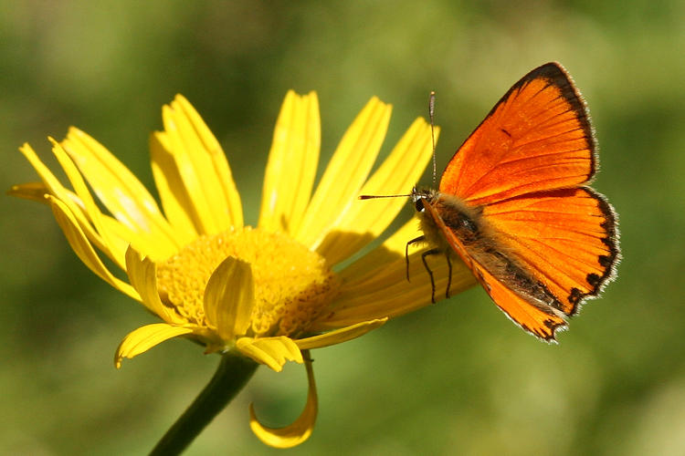 Lycaena virgaureae: Bild 4