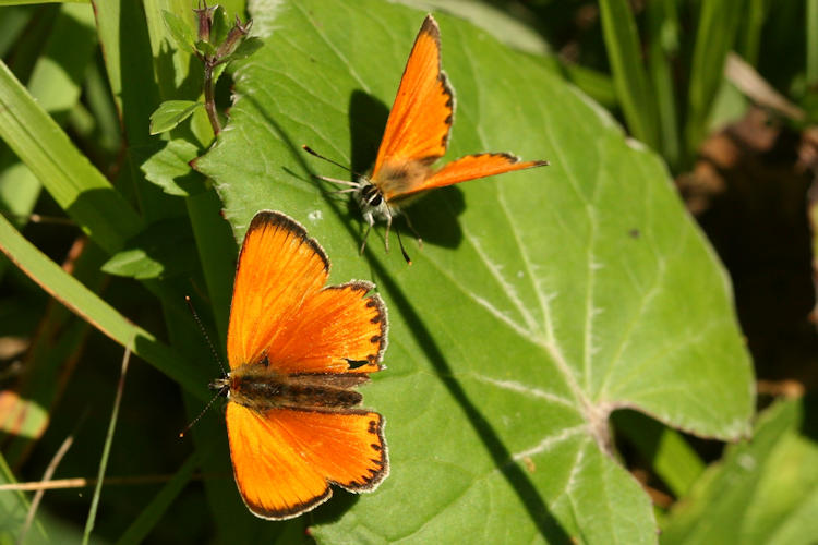 Lycaena virgaureae: Bild 3