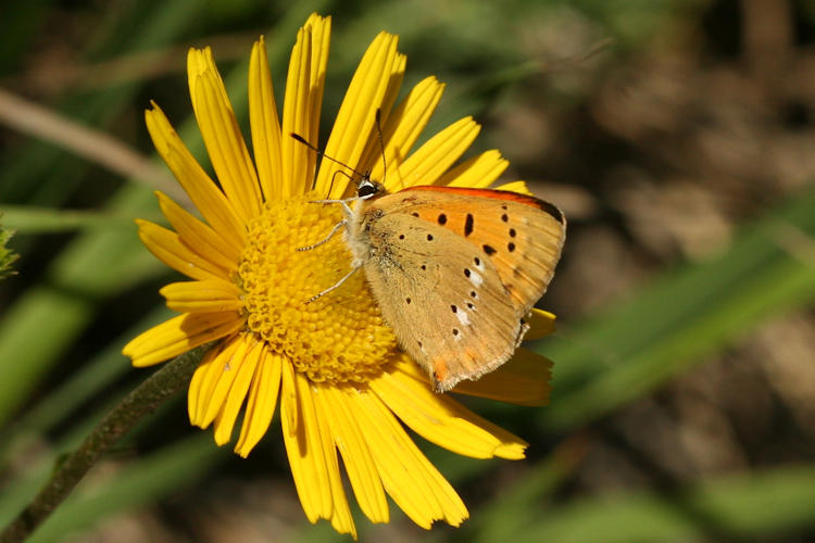 Lycaena virgaureae: Bild 20