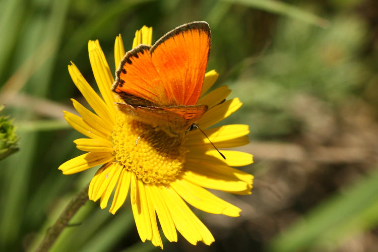 Lycaena virgaureae: Bild 5